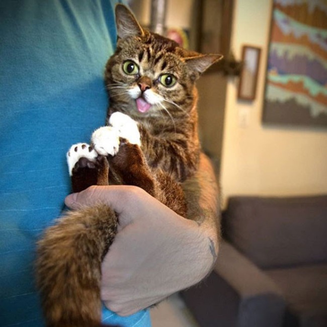 Lil Bub